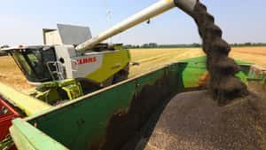 Marktexperte rät: Raps jetzt verkaufen!