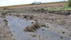 Rodung im Bürokratie-Dschungel – ein „h“ bleibt stehen