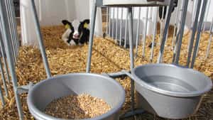 Kälbercheck: Smarter Start für starke Kühe