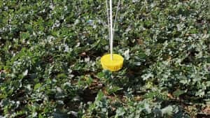 Raps: Rüssler starten Zuflug