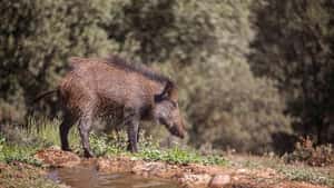 ASP in Spanien: Warnung vor „deutschem“ Weg