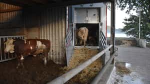 Jungbullen stabil; Schlachtkühe etwas teurer