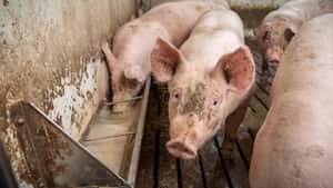 EU-Kommission lehnt Krisengelder für Schweinehalter ab
