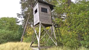 Gericht urteilt: Jagdpächter haften nicht bei unbefugter Nutzung von Hochsitzen