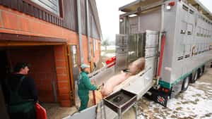 Notierungen für Schlachtschweine und Ferkel steigen endlich