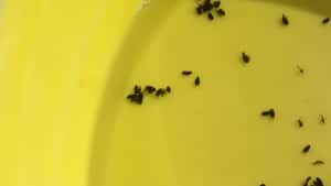 Raps: Jetzt Gelbschalen kontrollieren und über Behandlung entscheiden