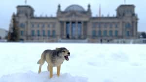 Wolf ins Jagdrecht: Das sagen Landwirte zur kommenden Bejagung