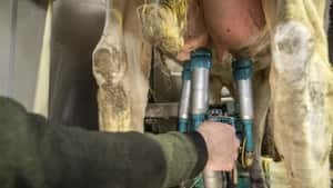 Milchpreise: 40-Cent-Marke fällt