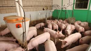 Schweinemarkt: Stimmung hellt auf – aber Fleischhandel bremst noch