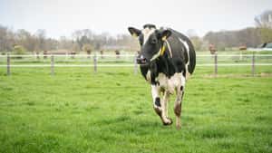 Hennies: Vertragspflicht würde Milchbauern 1 Milliarde € pro Jahr kosten