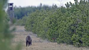 ASP im Sauerland: Wie wirksam läuft die Bekämpfung?