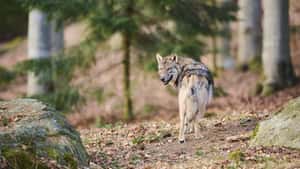 Wolf ins Bundesjagdgesetz aufgenommen
