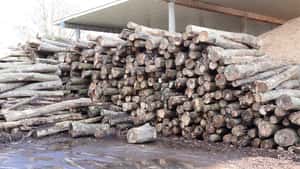 Einfache Lösung gegen erneute Energiekrise: Heimische Holzwärme