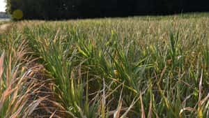 Praxiswissen: Wie Pflanzen-Biostimulanzien wirken und was sie leisten