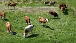 Weideverbot für Schweizer Rinder in Frankreich