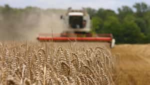 Protein beim Backweizen: Auch auf die Qualität kommt es an