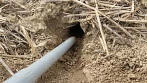 Rodentizide: Was gilt künftig für Giftweizen auf dem Acker und im Betrieb?