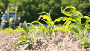 Resistente Unkräuter: Wie ist die Situation im Mais?