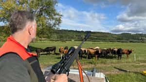 Weideschuss: Rinder schlachten ohne Stress