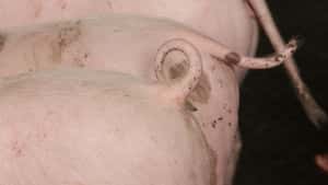 Schweinepreise steigen schneller als erwartet – Ferkel gesucht