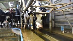 Erholung am Milchmarkt – nur wenn Milchmenge sinkt