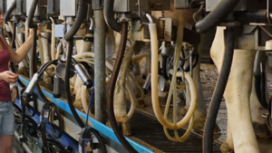 Erste Molkereien erhöhen Milchpreise im März