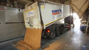 Sojabohnen ziehen Weizen mit nach unten