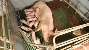 ISN: "Deutschland droht die Basis der Schweinehaltung wegzubrechen"