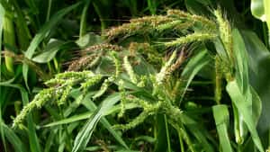 Mais: Die wichtigsten Unkräuter und Ungräser 2026 sicher erkennen