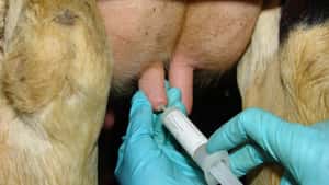 Mehr Therapiefreiheit beim Antibiotika-Einsatz