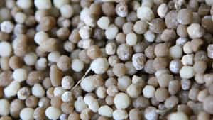 Raiffeisenverband: Jeder Landwirt bekommt seinen Dünger