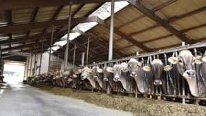 Ungewollter Besuch: Gefährden Stare im Kuhstall die Tiergesundheit?