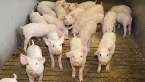 Schweinepreis bis Ostern stabil – Ferkelpreise steigen weiter