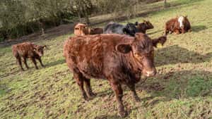Windisch: Veredlungswirtschaft hat keine Zukunft, Kreislaufwirtschaft schon