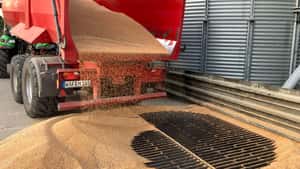 Börsenkurse: Weizen und Mais wieder im Plus, Raps uneinheitlich