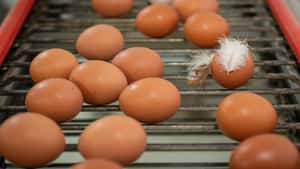 Eiermarkt am Limit: Rekordpreise und Hamsterkäufe vor Ostern