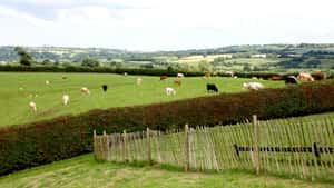 Deutlich weniger Kühe und Kälber in der EU geschlachtet