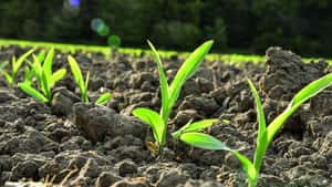 Bodenherbizide nehmen im Mais zentrale Rolle ein