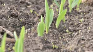 Damit der Mais nicht in Bedrängnis gerät