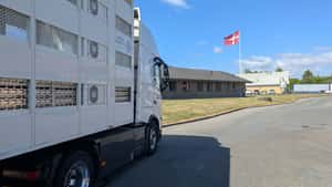 Dänemark exportiert mehr Schweinefleisch