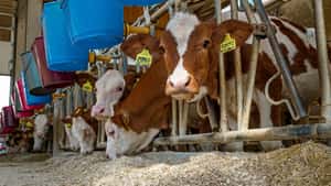 Roggen fördert den Pansen von Kälbern