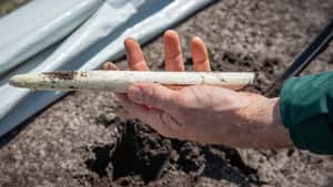 Gute Startbedingungen für Spargelernte