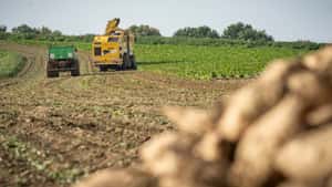 EU-Freihandel auf Kosten der Rübenbauern?