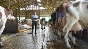 Ketose effektiv behandeln und vorbeugen