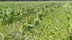 Erdmandelgras – wer nicht vorbeugt, verliert!