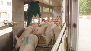 CO2-Betäubung: Tierschützer reichen Verbandsklage ein