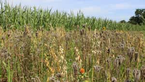 GAP-Agrarantrag: So viel Geld gibt es 2026 für Öko-Regelungen