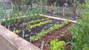 Hochbeet im Frühling: Diese Salate und Gemüse halten Kälte gut aus
