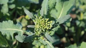 Rapspreise legen deutlich zu