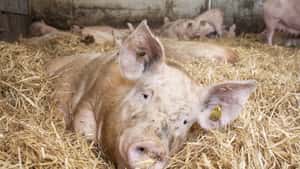 Kastrations-Aus und 6 Mio. Ringelschwänze: Das plant Dänemarks Schweinebranche